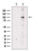 RAI16 Antibody in Western Blot (WB)