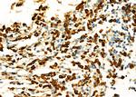 AHCY Antibody in Immunohistochemistry (Paraffin) (IHC (P))