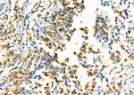 AHCY Antibody in Immunohistochemistry (Paraffin) (IHC (P))