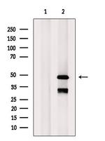 AHCY Antibody in Western Blot (WB)