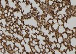 PEPD Antibody in Immunohistochemistry (Paraffin) (IHC (P))