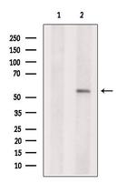 PEPD Antibody in Western Blot (WB)