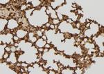 RFC4 Antibody in Immunohistochemistry (Paraffin) (IHC (P))