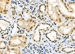 UBD Antibody in Immunohistochemistry (Paraffin) (IHC (P))