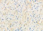 UGT1A4 Antibody in Immunohistochemistry (Paraffin) (IHC (P))