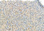 UGT1A4 Antibody in Immunohistochemistry (Paraffin) (IHC (P))