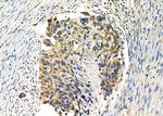 WNK3 Antibody in Immunohistochemistry (Paraffin) (IHC (P))