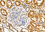 PGRMC1 Antibody in Immunohistochemistry (Paraffin) (IHC (P))