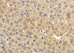 PGRMC1 Antibody in Immunohistochemistry (Paraffin) (IHC (P))