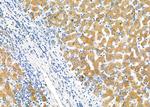 PGRMC1 Antibody in Immunohistochemistry (Paraffin) (IHC (P))