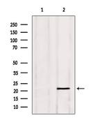 PGRMC1 Antibody in Western Blot (WB)