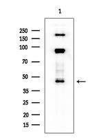 Phospho-Doublecortin (Ser335) Antibody in Western Blot (WB)