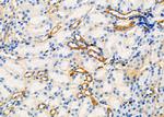 UGT2B17 Antibody in Immunohistochemistry (Paraffin) (IHC (P))