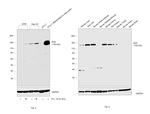 XDH Antibody