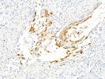 HSPA6 Antibody in Immunohistochemistry (Paraffin) (IHC (P))