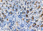 Pepsin A Antibody in Immunohistochemistry (Paraffin) (IHC (P))