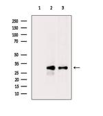 PRSS3 Antibody in Western Blot (WB)