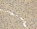 ZNF106 Antibody in Immunohistochemistry (Paraffin) (IHC (P))