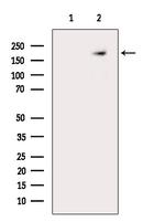 ZNF106 Antibody in Western Blot (WB)