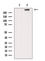 Dystrophin Antibody in Western Blot (WB)