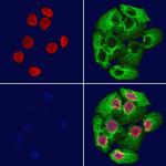 SOX12 Antibody in Immunocytochemistry (ICC/IF)