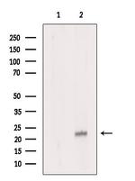 APOBEC3C Antibody in Western Blot (WB)