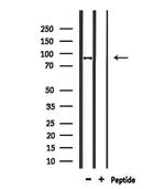 CDH26 Antibody in Western Blot (WB)