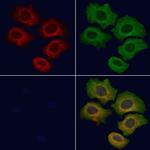 Cyclin B2 Antibody in Immunocytochemistry (ICC/IF)