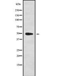 Cyclin B2 Antibody in Western Blot (WB)