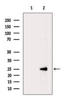 PSMD9 Antibody in Western Blot (WB)