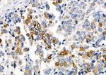 RPS4Y1/RPS4Y2 Antibody in Immunohistochemistry (Paraffin) (IHC (P))