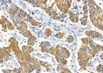 RPS4Y1/RPS4Y2 Antibody in Immunohistochemistry (Paraffin) (IHC (P))