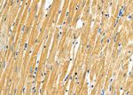 RPS4Y1/RPS4Y2 Antibody in Immunohistochemistry (Paraffin) (IHC (P))