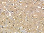 ACOT9 Antibody in Immunohistochemistry (Paraffin) (IHC (P))