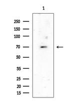 SLC7A10 Antibody in Western Blot (WB)