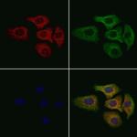 MT-ATP6 Antibody in Immunocytochemistry (ICC/IF)