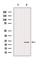 ATP Synthase O Antibody in Western Blot (WB)