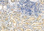 ATP Synthase O Antibody in Immunohistochemistry (Paraffin) (IHC (P))