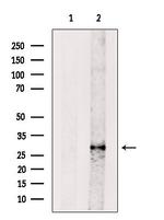 BATF2 Antibody in Western Blot (WB)