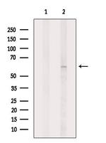 PDE1A Antibody in Western Blot (WB)