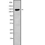 CLASP2 Antibody in Western Blot (WB)