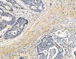 Factor XI Antibody in Immunohistochemistry (Paraffin) (IHC (P))