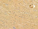 DOCK11 Antibody in Immunohistochemistry (Paraffin) (IHC (P))