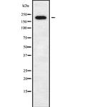 DOCK11 Antibody in Western Blot (WB)