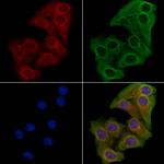 GFM1 Antibody in Immunocytochemistry (ICC/IF)