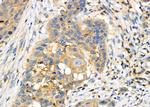 FGF9 Antibody in Immunohistochemistry (Paraffin) (IHC (P))