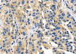 FGF9 Antibody in Immunohistochemistry (Paraffin) (IHC (P))