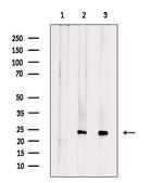 GCH1 Antibody in Western Blot (WB)