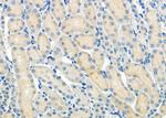 MCT5 Antibody in Immunohistochemistry (Paraffin) (IHC (P))