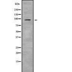 NPAS2 Antibody in Western Blot (WB)